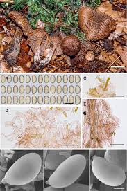 Attēlu rezultāti vaicājumam “Badhamiopsis praetermissa spores”