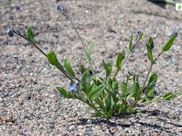 Attēlu rezultāti vaicājumam “Myosotis stricta fruit”