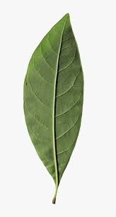 Attēlu rezultāti vaicājumam “Chionanthus virginicus leaf”