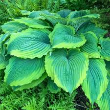 Image result for Hosta Warpaint