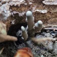 Attēlu rezultāti vaicājumam “Pistillaria sp.”