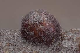 Attēlu rezultāti vaicājumam “Licea testudinacea young”