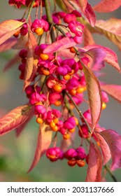 Attēlu rezultāti vaicājumam “Hordelymus europaeus fruit”