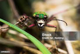 Attēlu rezultāti vaicājumam “Cicindela campestris”