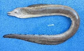 Image result for Gymnothorax vicinus