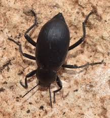 Attēlu rezultāti vaicājumam “Blaps mortisaga”