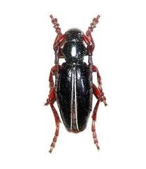 Attēlu rezultāti vaicājumam “Oxymirus cursor female”