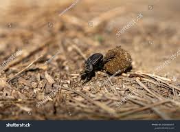 Attēlu rezultāti vaicājumam “Geotrupes”