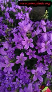 Image result for Campanula lingulata