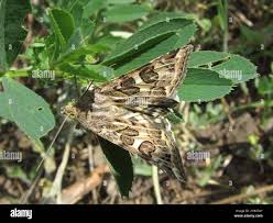 Attēlu rezultāti vaicājumam “Protoschinia scutosa”