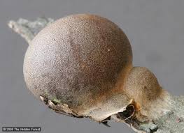 Attēlu rezultāti vaicājumam “Lycogala convexum”