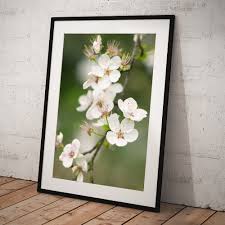 Attēlu rezultāti vaicājumam “Prunus cerasifera var. divaricata”