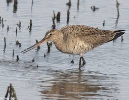 Image result for Limosa haemastica