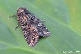 Attēlu rezultāti vaicājumam “Mamestra brassicae”