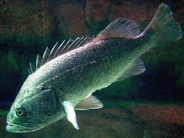 Image result for Sebastes