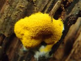 Attēlu rezultāti vaicājumam “Tubifera montana”