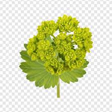 Attēlu rezultāti vaicājumam “Chenopodium rubrum flower”