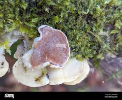 Attēlu rezultāti vaicājumam “Gloeoporus taxicola”