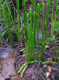 Attēlu rezultāti vaicājumam “Lycogala maculatum sessile”