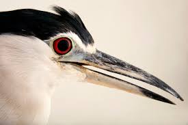 Image result for Nycticorax nycticorax