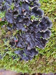 Attēlu rezultāti vaicājumam “Peltigera praetextata”