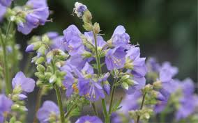 Attēlu rezultāti vaicājumam “Polemonium caeruleum”