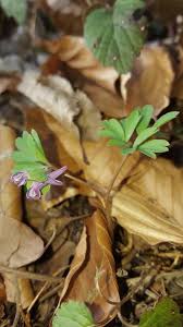 Attēlu rezultāti vaicājumam “Corydalis intermedia fruit”