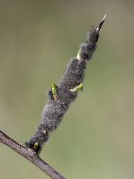 Attēlu rezultāti vaicājumam “Eriogaster lanestris”