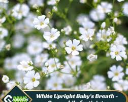 Attēlu rezultāti vaicājumam “Gypsophila fastigiata”