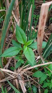 Attēlu rezultāti vaicājumam “Bidens frondosa fruit”