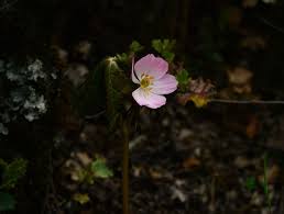 Attēlu rezultāti vaicājumam “Podophyllum hexandrum”