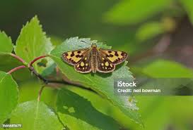 Attēlu rezultāti vaicājumam “Carterocephalus silvicolus female”
