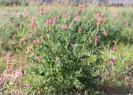 Attēlu rezultāti vaicājumam “Onobrychis arenaria leaf”