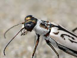 Attēlu rezultāti vaicājumam “Cicindela sylvatica imago”