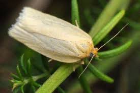 Attēlu rezultāti vaicājumam “Aphelia paleana”