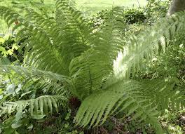 Attēlu rezultāti vaicājumam “Matteuccia struthiopteris”