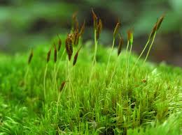 Attēlu rezultāti vaicājumam “| Dicranum”