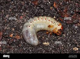 Attēlu rezultāti vaicājumam “Oryctes nasicornis larva”