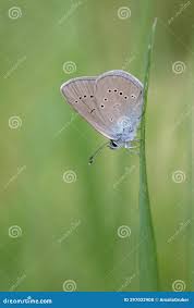 Attēlu rezultāti vaicājumam “Cyaniris semiargus female”