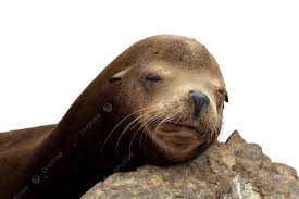 Image result for Zalophus californianus