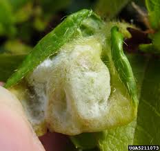 Attēlu rezultāti vaicājumam “Exobasidiales”