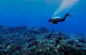 Image result for Dive Solutions, London