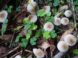 Attēlu rezultāti vaicājumam “Mycena zephirus”