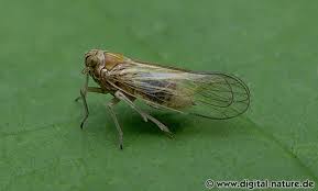 Attēlu rezultāti vaicājumam “Javesella pellucida”