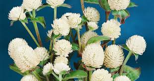 Image result for Kugelamarant