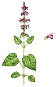 Attēlu rezultāti vaicājumam “Stachys sylvatica flower”
