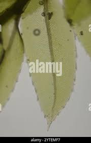 Attēlu rezultāti vaicājumam “Mnium lycopodioides”