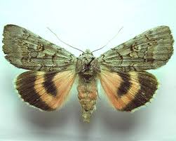 Attēlu rezultāti vaicājumam “Catocala pacta”