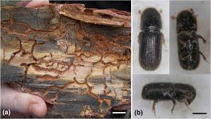 Attēlu rezultāti vaicājumam “Hylastes sp.”