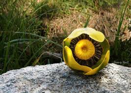 Attēlu rezultāti vaicājumam “Nuphar lutea flower”